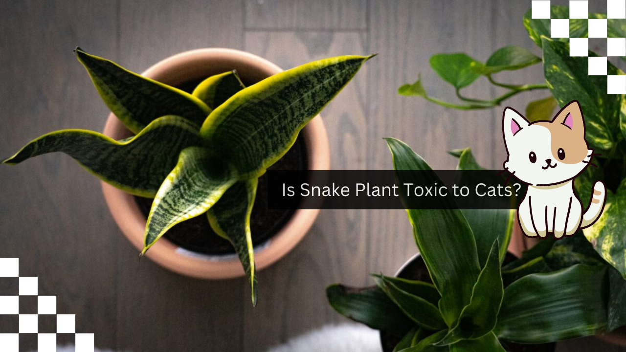 Is Snake Plant Toxic to Cats