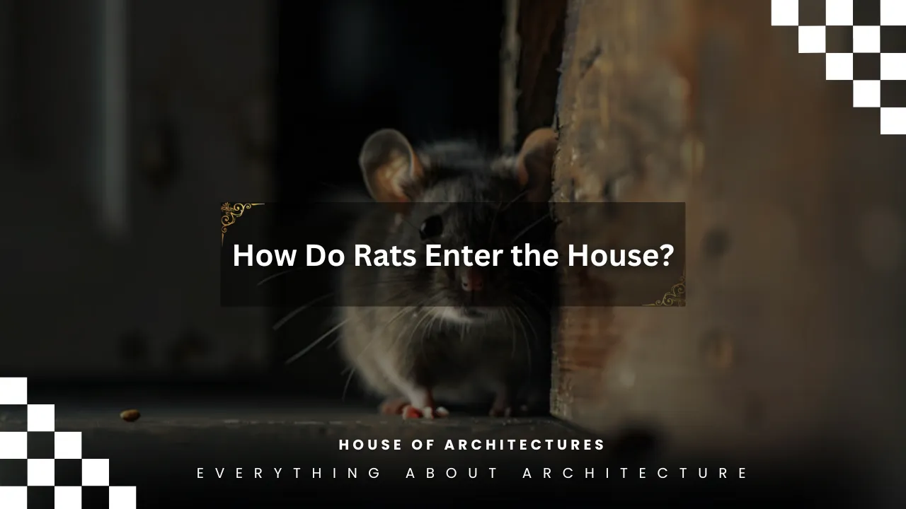 How Do Rats Enter the House